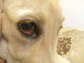 狗眼睛红是怎么回事,狗狗眼睛红怎么办