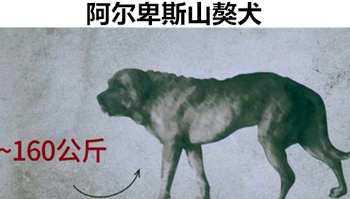 曾经在历史真实存在过,但如今已经完全灭绝的11种罕见狗狗