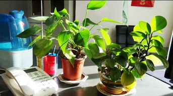 不同品种的办公室植物对于办公室风水有何影响