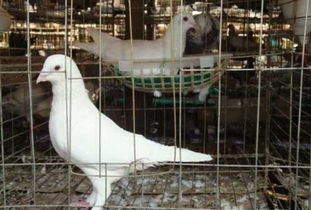 白羽王鸽的繁殖特点