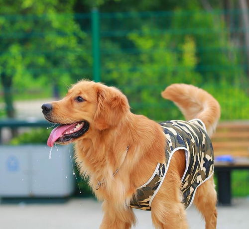 性格温顺的黄金猎犬,它们有着两种不同类型,你知道它们的区别吗