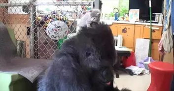 上大学的猩猩走了,另一位精通手语的大猩猩仍沉迷养猫无动于衷 