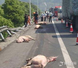 都是动物,为什么猪的下场就是这样,跳车也摆脱不了被宰的命运