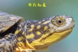 布氏拟龟 恬静的流星泽龟 听说现在已经很少见到了了,文末搬了个新视频