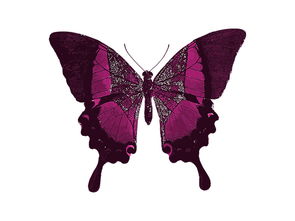 心理测试 选一只喜欢的蝴蝶,测试你能和心爱的人厮守一生吗