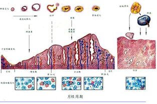 女子月经周期与激素的变化过程 转载