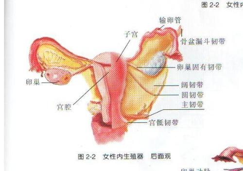 图解：女性的阴道是什么样子的