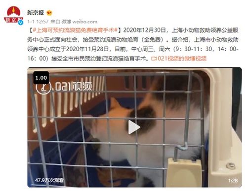 上海可预约流浪猫免费绝育手术
