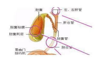 中医院治胆囊癌化疗吗 