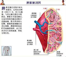 班主任踢坏学生脾脏怎么回事 脾脏切除对身体有何影响属于几级伤