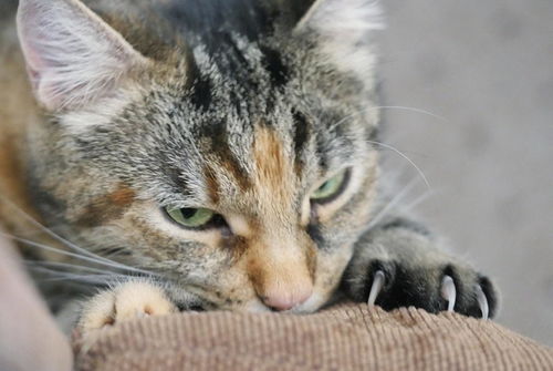 猫猫天性爱磨爪,还特别喜欢抓沙发,这得怪它们狩猎的本能