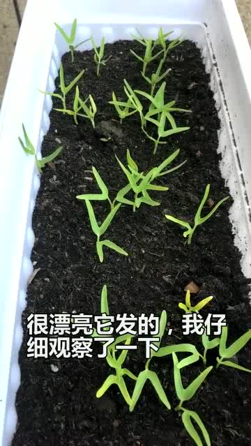 分享一木自己播种的空心菜,发芽了 