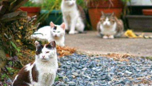 日本田代岛,仿佛来到了猫的世界,被称为全世界最著名的 猫岛