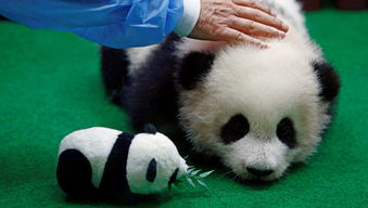 历史上第一次 竟然有国家想把大熊猫提前送回中国