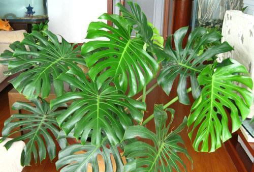 5种净化空气的绿植,选几盆养在室内,既干净又有生机