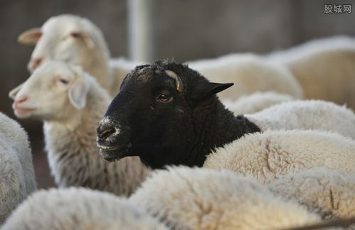 54只羊一夜被割喉 山羊养殖户最少损失10万元