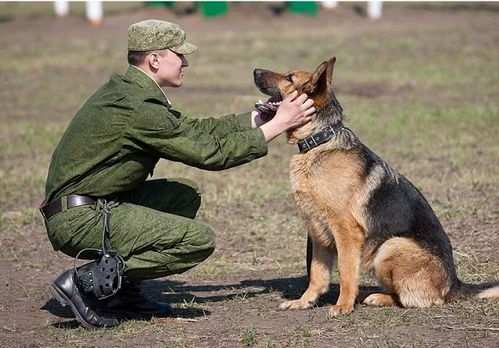 退役军犬的结局,俄罗斯发工资英国安乐死,我国最暖心