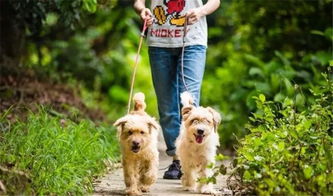 临海养狗的小伙伴注意了,台州规范养犬专项整治已启动
