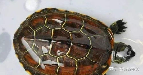 你养的乌龟都是什么品种 除了巴西龟还有哪些比较特别或者常见的乌龟 