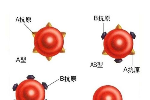 血型真会影响娃的智商 从血型的历史开始研究,或许能找到答案