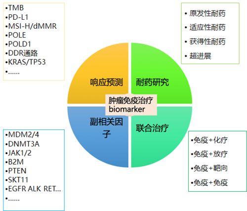 肿瘤免疫治疗为什么需要基因检测