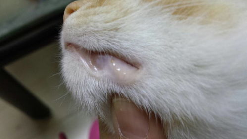 猫咪嘴唇边有小疱疹一样的水泡,是什么东西 