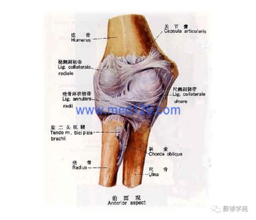 肱骨 桡骨和尺骨组成肘关节 米粒分享网 Mi6fx Com