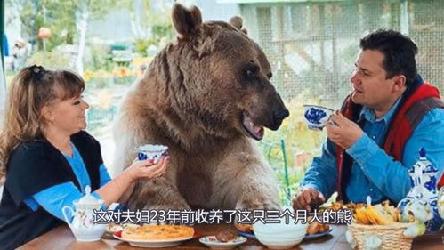 俄夫妇养270斤熊23年,每日同吃同住 