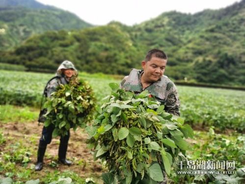 梓桐民兵争当防汛主力军 