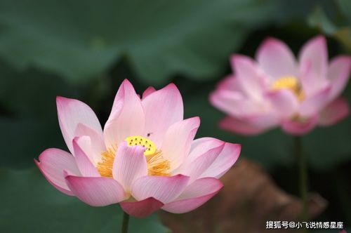 10月下旬,花漾春季,偶遇良缘,彼此含情脉脉的4大星座