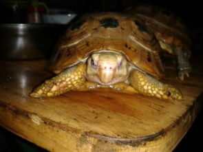 有一种乌龟叫做石板龟吗?是什么品种？