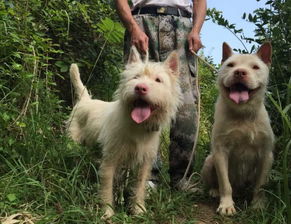 世界名犬排名(世界名犬排名前100图及名称)