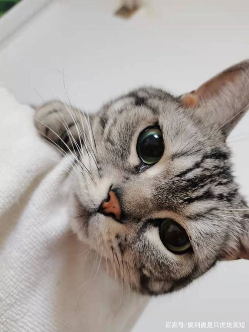 养猫攻略丨为什么强烈建议家养宠物猫接种疫苗
