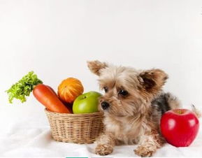 宠物狗如何喂养更健康 喂养指南让你更好的喂养自己的宝贝