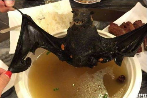 蝙蝠可以吃吗 蝙蝠有什么营养价值呢