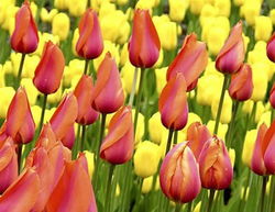 郁金香的花期是几月份到几月份,植物园郁金香几月开