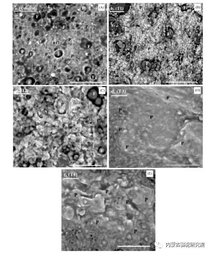 Pakistan Journal of Biological Sciences 藜麦粉对低脂骆驼奶干酪酱生产和品质的影响