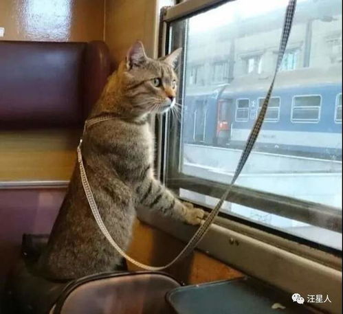 猫咪和主人一起坐地铁,不停撒娇求抱抱,网友 我酸了