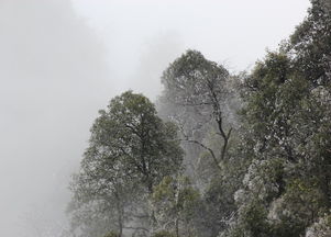 南宁 一个从来没有下过雪的城市,今天终于拍到了雪景