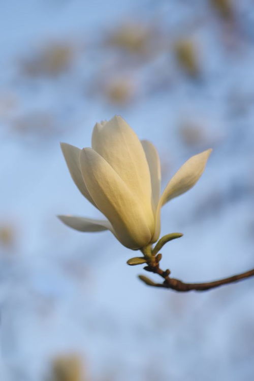 本周,人在风中,鸟在林中,心在爱中,真爱到来,余生幸福到底 巨蟹 白羊 处女 水瓶 星座 网易订阅 