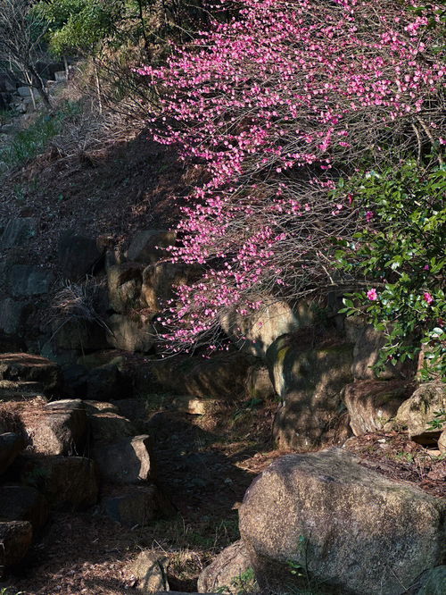 杭州周边 藏在山里的隐世寺庙,踏春赏花 