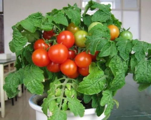 4种 有机蔬菜 种阳台,天然绿色鲜又嫩,随吃随摘,不用出门买 种植 