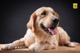 金毛寻回犬