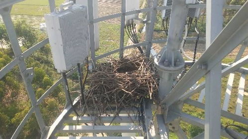 用树枝来做鸟窝的鸟是什么鸟 ,蛋是白色的 在20多米的铁塔上 