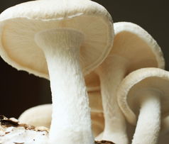 蘑菇的营养价值
