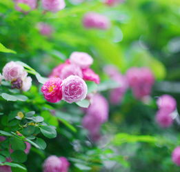 盛开的粉色蔷薇蔷薇花苞图片 米粒分享网 Mi6fx Com