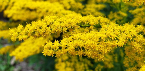 一枝黄花的危害 热搜第一的“加拿大一枝黄花”是什么来头？它对农业有哪些危害？ 