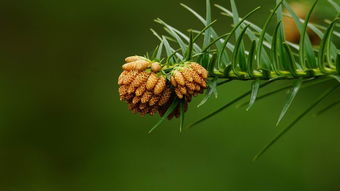 初春印象 杉树开花