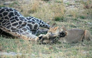 狮子猎杀长颈鹿竟用了鬣狗的下三滥招数,掏肛这活狮子也很在行 
