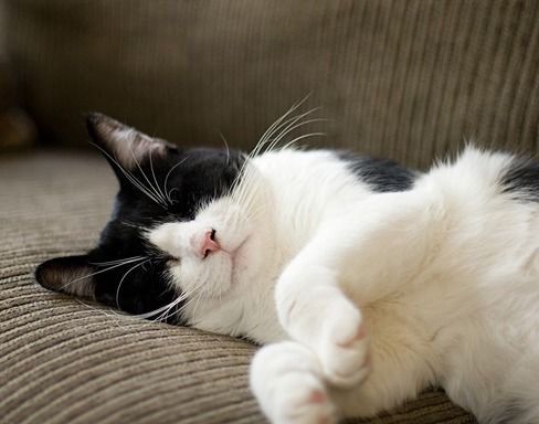 猫胺是什么 给猫咪吃猫胺膏有用吗 能治疗猫鼻支吗